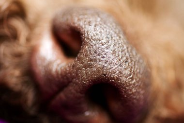 Güzel makro köpek burun arka plan lagotto romagnolo doğurmak 50, 6 megapiksel 6480 ile 4320 pixels