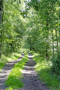 Çimen hatları makro soyut arka plan 50, 6 megapiksel 6480 ile 4320 piksel