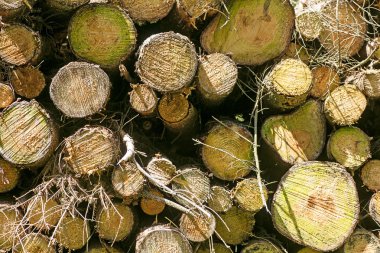 Vahşi orman arka planında kesikli ağaçlar 50, 6 megapiksel 6480 ile 4320 piksel