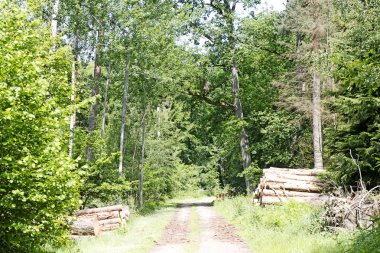 Vahşi orman arka planında kesikli ağaçlar 50, 6 megapiksel 6480 ile 4320 piksel