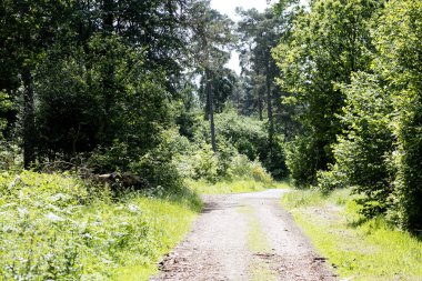 Vahşi orman arka planında kesikli ağaçlar 50, 6 megapiksel 6480 ile 4320 piksel