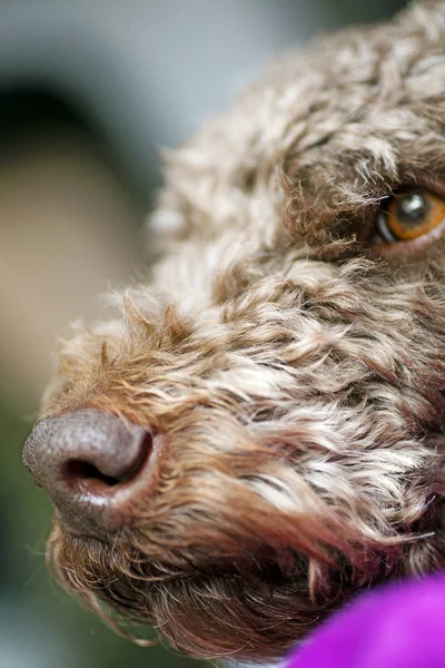 Sweet dog macro portrait background Lagotto Romagnolo breed 50,6 Megapixels 6480 with 4320 Pixels
