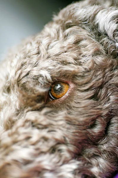 Dulce perro macro retrato fondo Lagotto Romagnolo raza 50,6 Megapíxeles 6480 con 4320 Pixeles — Foto de Stock