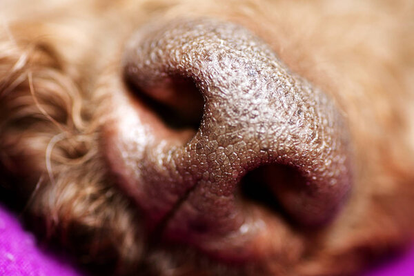 Beautiful macro dog nose background Lagotto Romagnolo breed 50,6 Megapixels 6480 with 4320 Pixels
