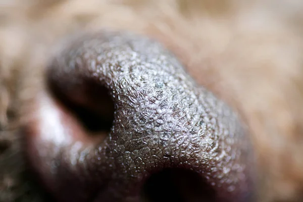 Beautiful macro dog nose background Lagotto Romagnolo breed 50,6 Megapixels 6480 with 4320 Pixels