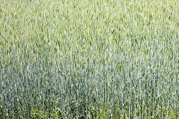 小麦フィールドマクロ抽象背景 50,6 メガピクセル 6480 と 4320 ピクセル — ストック写真