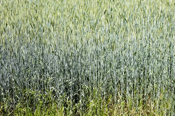 Wheat field macro abstract background 50,6 Megapixels 6480 with 4320 Pixels