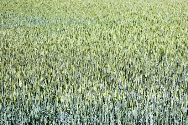 Campo di grano macro astratto sfondo 50,6 Megapixel 6480 con 4320 Pixel — Foto Stock
