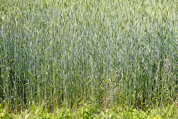 Vete fält makro abstrakt bakgrund 50, 6 megapixlar 6480 med 4320 pixlar — Stockfoto