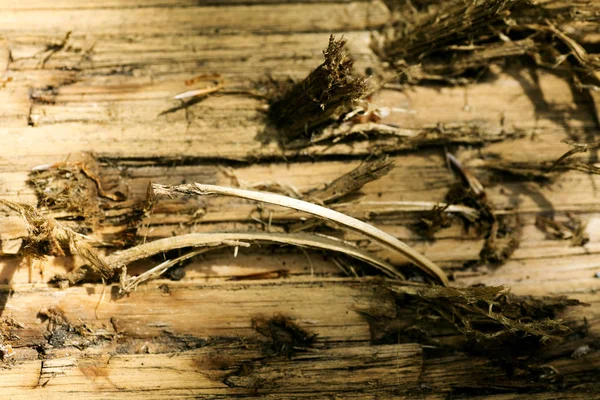 Tree surface macro abstract background 50,6 Megapixels 6480 with 4320 Pixels — Stock Photo, Image