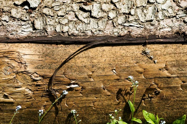 Fafelület makró absztrakt háttér 50, 6 megapixels 6480-val 4320 fénykép — Stock Fotó