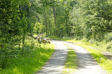 Vahşi orman ağacı arka planı 50, 6 megapiksel 6480 ile 4320 piksel
