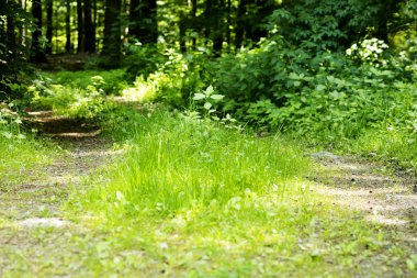 Vahşi orman ağacı arka planı 50, 6 megapiksel 6480 ile 4320 piksel