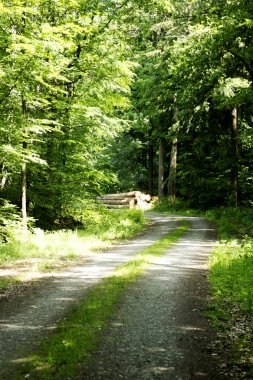 Vahşi orman ağacı arka planı 50, 6 megapiksel 6480 ile 4320 piksel