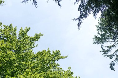 Vahşi orman ağacı arka planı 50, 6 megapiksel 6480 ile 4320 piksel