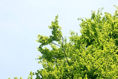 Vahşi orman ağacı arka planı 50, 6 megapiksel 6480 ile 4320 piksel