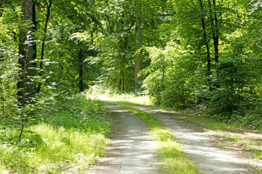 Vahşi orman ağacı arka planı 50, 6 megapiksel 6480 ile 4320 piksel