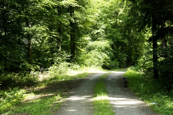 Arbre de forêt sauvage 50,6 mégapixels 6480 avec 4320 pixels — Photo