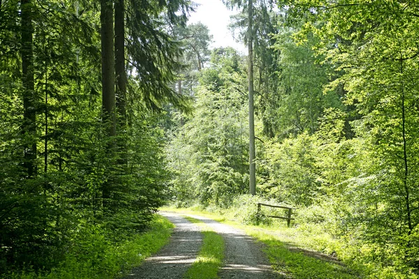 Wild forest tree background 50,6 Megapixels 6480 with 4320 Pixels