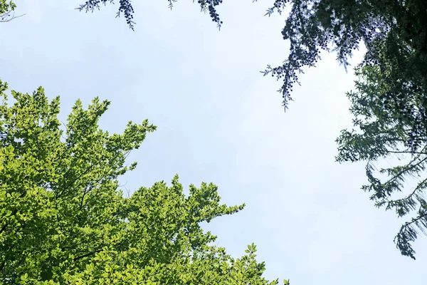 Vahşi orman ağacı arka planı 50, 6 megapiksel 6480 ile 4320 piksel