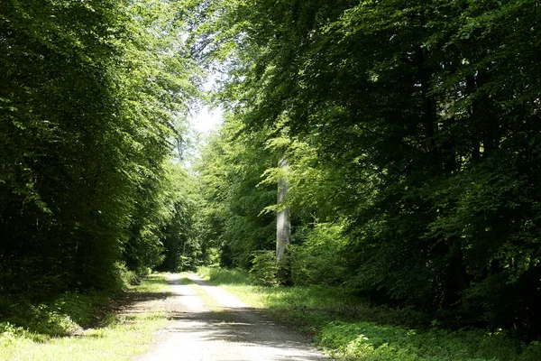 Floresta selvagem árvore fundo 50,6 Megapixels 6480 com 4320 Pixels — Fotografia de Stock
