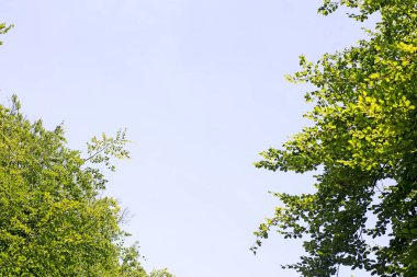 Gökyüzü arka plan en iyi kalitede ağaç yaprakların