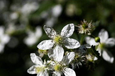 Vahşi inanılmaz çiçek makro arka plan en iyi kalite