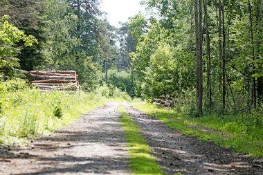 Eski yol üzerinde olurdu orman arka plan en iyi kalite
