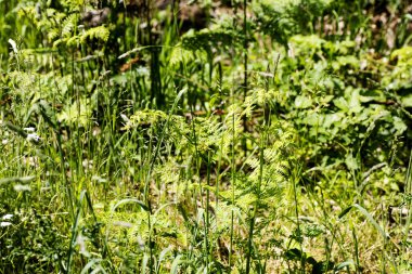 Vahşi Leafs makro arka plan en iyi kalite