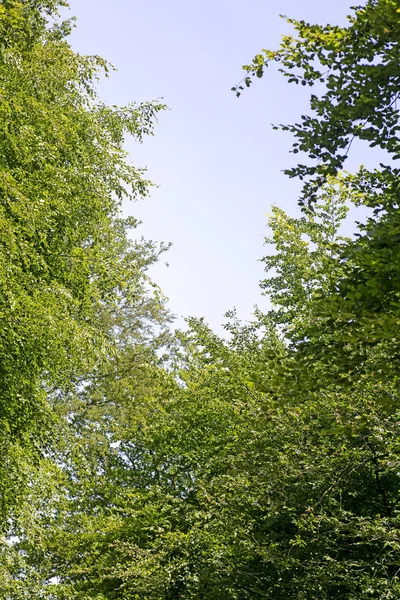 Folhas de árvore no fundo do céu melhor qualidade — Fotografia de Stock