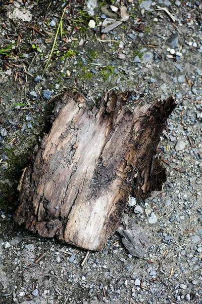 Árbol roto pieza macro fondo mejor calidad — Foto de Stock
