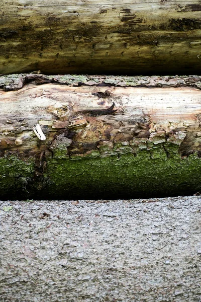 Макроповерхность дерева абстрактный фон лучшего качества — стоковое фото