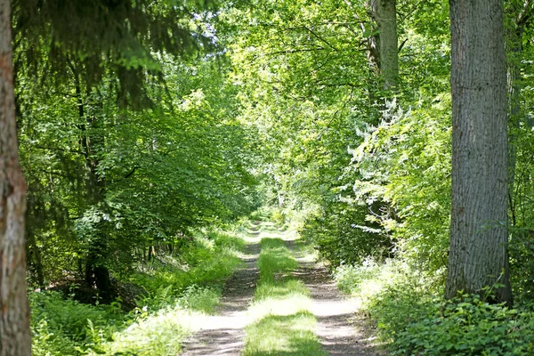 Estrada velha no fundo da floresta de wold melhor qualidade — Fotografia de Stock