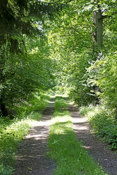 Estrada velha no fundo da floresta de wold melhor qualidade — Fotografia de Stock