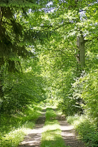 Дикий німецький ліс фон краща якість — стокове фото