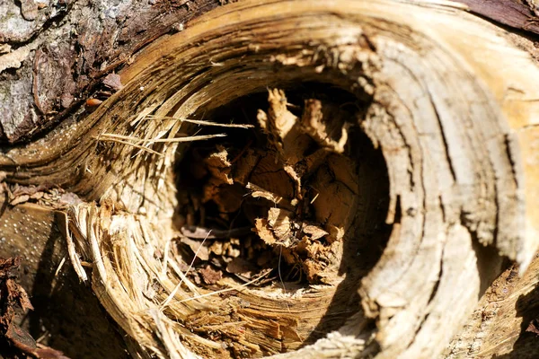 Fa makrófelület absztrakt háttér legjobb minőségű — Stock Fotó