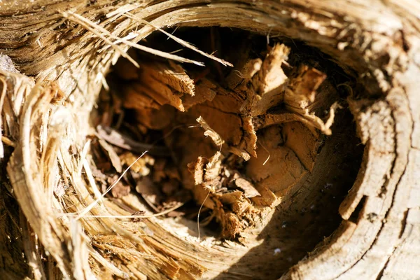 Fa makrófelület absztrakt háttér legjobb minőségű — Stock Fotó