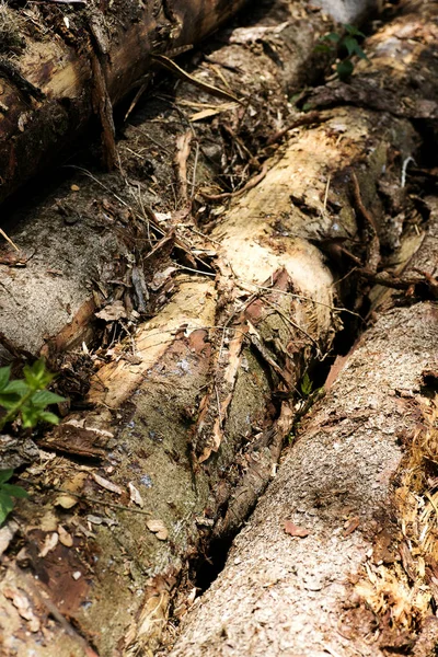 Träd makro yta abstrakt bakgrund bästa kvalitet — Stockfoto