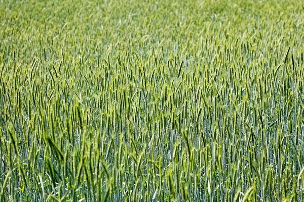 Orzo odling makro bakgrund bästa kvalitet — Stockfoto