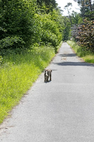 Dog walking alone on road Peace background best quality