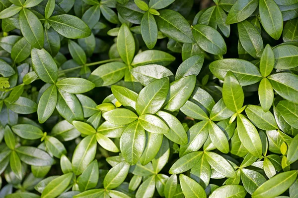 Vahşi Leafs makro arka plan en iyi kalite