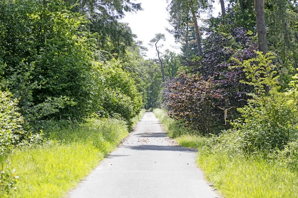 Стара дорога на колишньому лісовому тлі найкраща якість — стокове фото