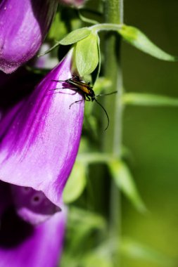 Yaban çiçeği purpurea Digitalis Plantaginaceae aile makro arka plan yüksek kalite