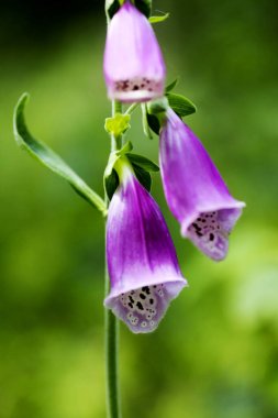 Yaban çiçeği purpurea Digitalis Plantaginaceae aile makro arka plan yüksek kalite
