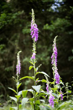 Yaban çiçeği purpurea Digitalis Plantaginaceae aile makro arka plan yüksek kalite
