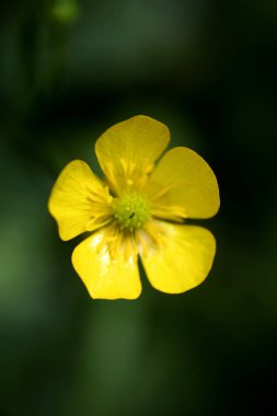 Ranunculu repens vahşi makro Çiçek Düğün çiçeğigiller aile arka plan yüksek kalite