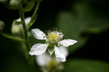 Çiçek thimbleberry Rubus occidentalis Rosaceae aile arka plan yüksek kalite
