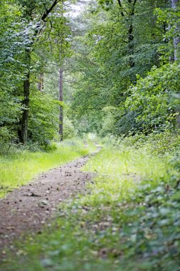 Vahşi orman arka plan yüksek kalitede yol