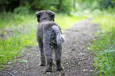 Orman lagatto romagnolo arka plan yüksek kalitede kahverengi köpek portre