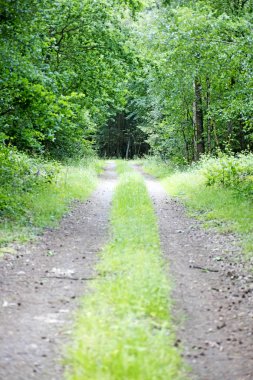Vahşi orman arka plan yüksek kalitede yol